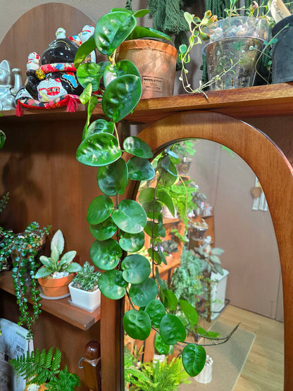Hoya Carnosa Clinton 克林頓球蘭