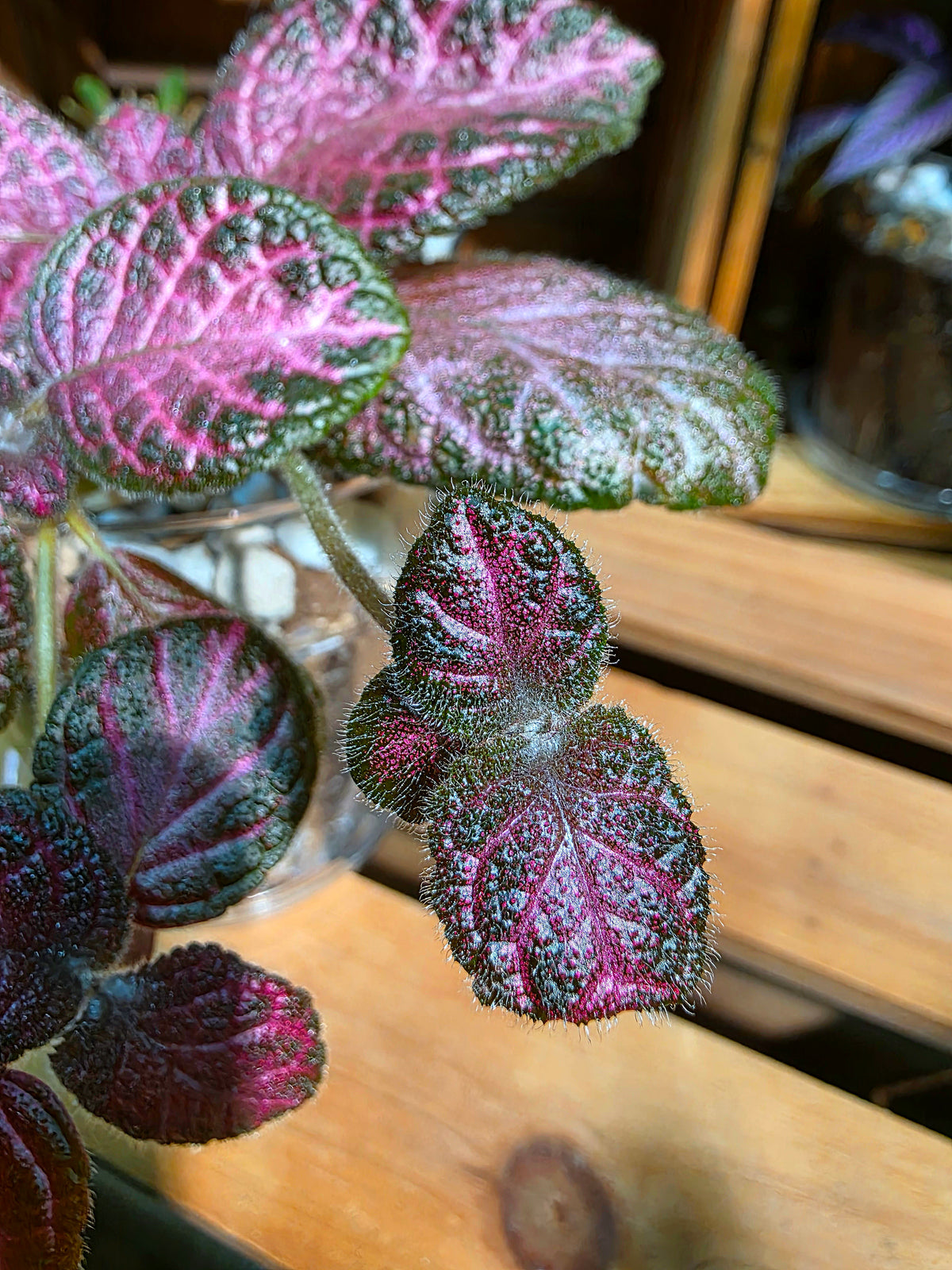 Episcia cupreata 'Malayan Gem'