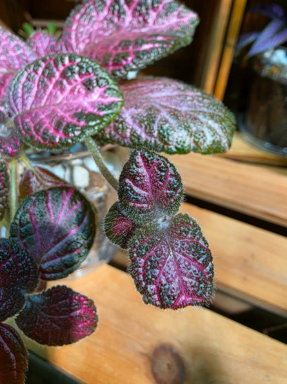 Episcia cupreata 'Malayan Gem'