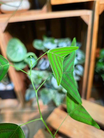 Christia vespertilionis butterfly plant