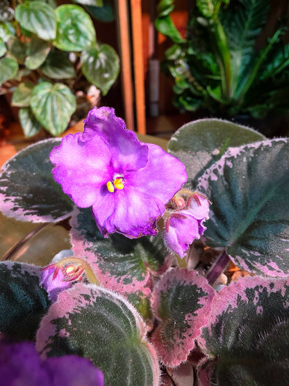 Streptocarpus ionqnthus 非洲紫羅蘭 - 6106