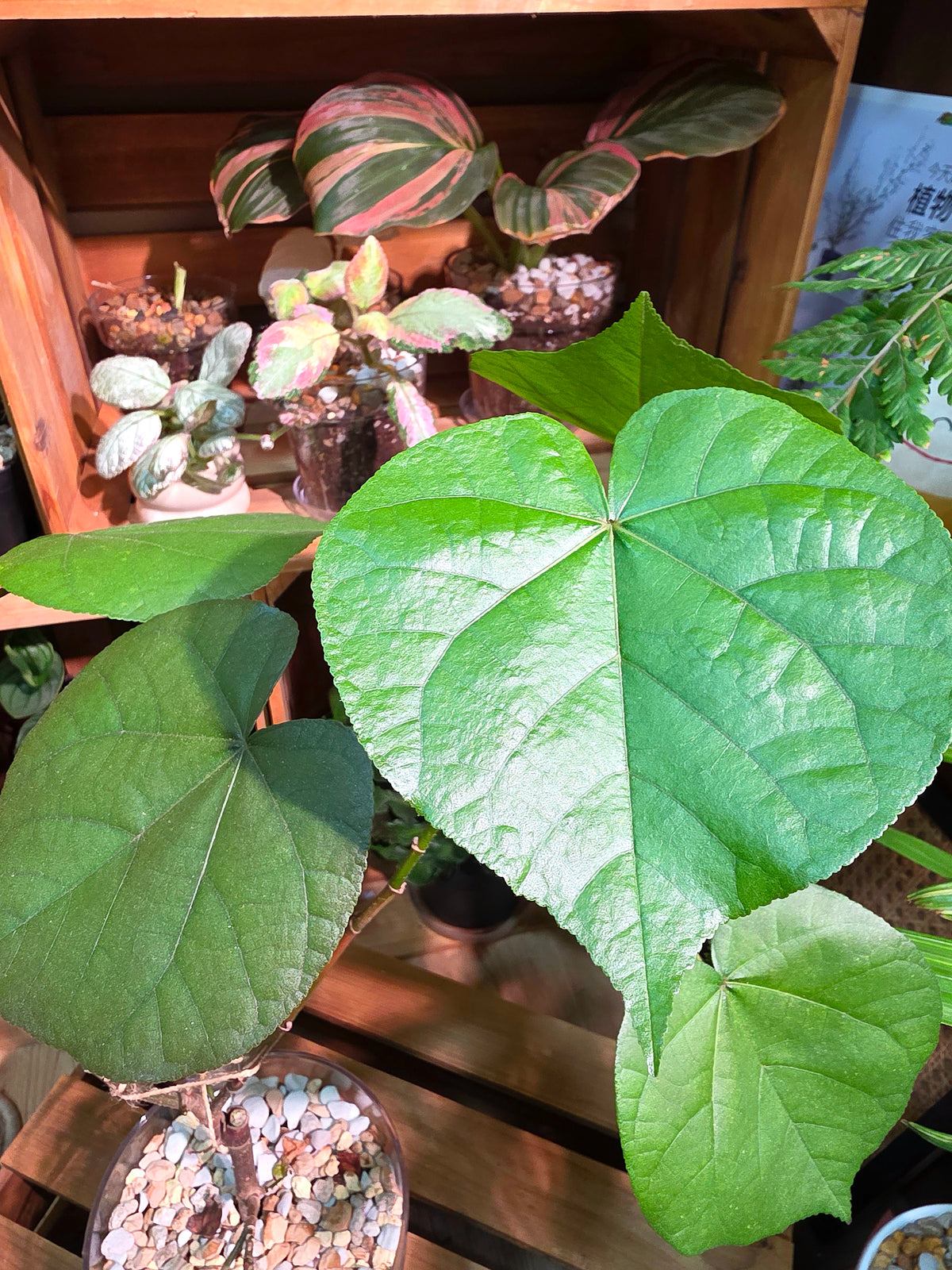 Hibiscus tiliaceus 黃槿
