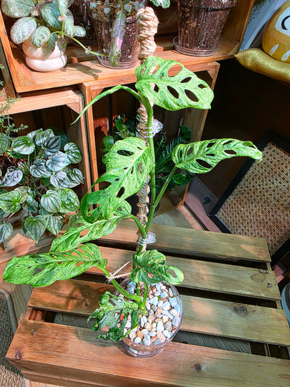 Monstera adansonii Frozen Freckles 冰凍雀斑龜背竹