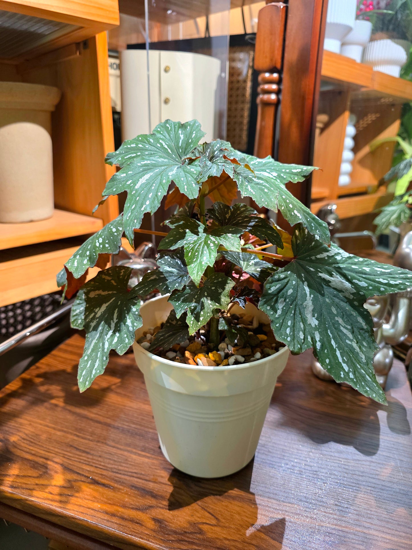 Begonia Diadema Pink Delight 風聆烏頭秋海棠