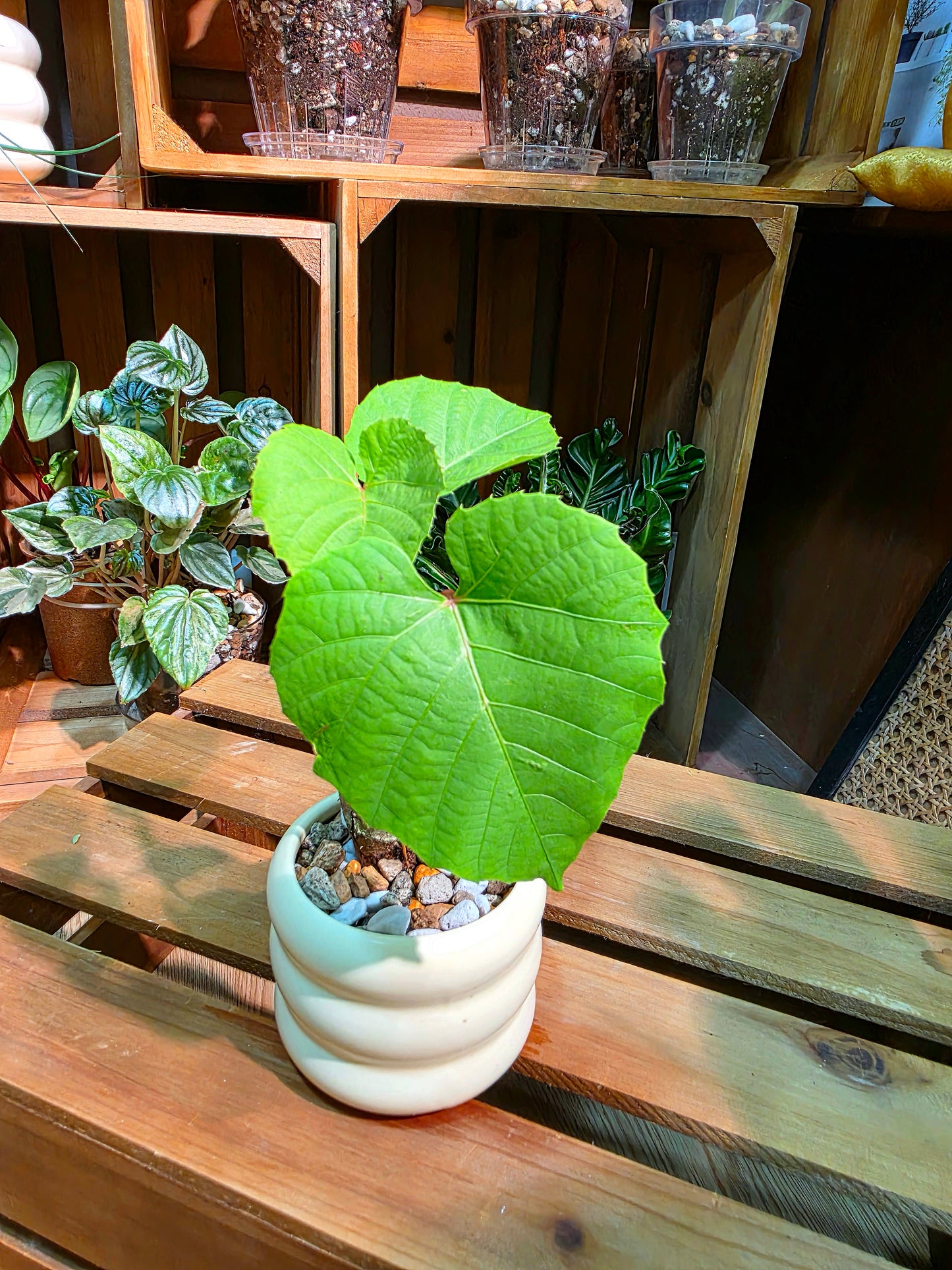 Ampelocissus martini 塊根樹葡萄