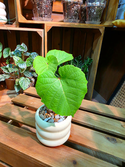 Ampelocissus martini 塊根樹葡萄