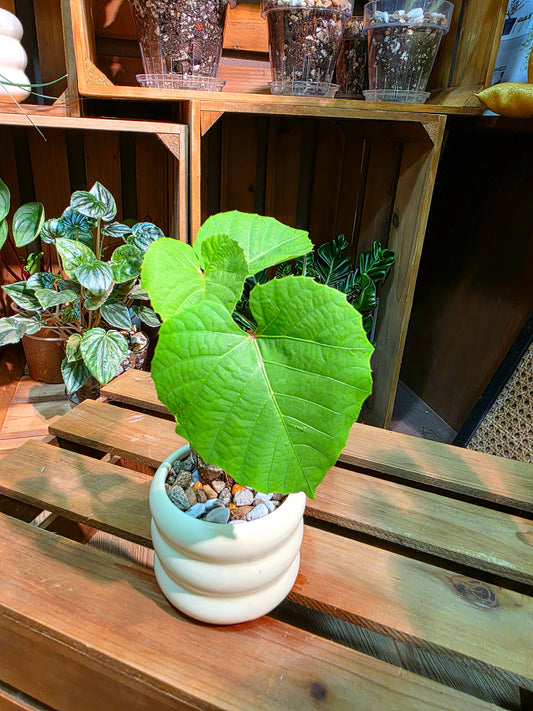 Ampelocissus martini caudex grape