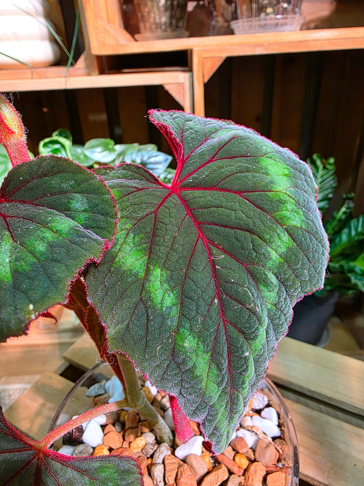 Begonia Cathayana 夢幻竹節秋海棠