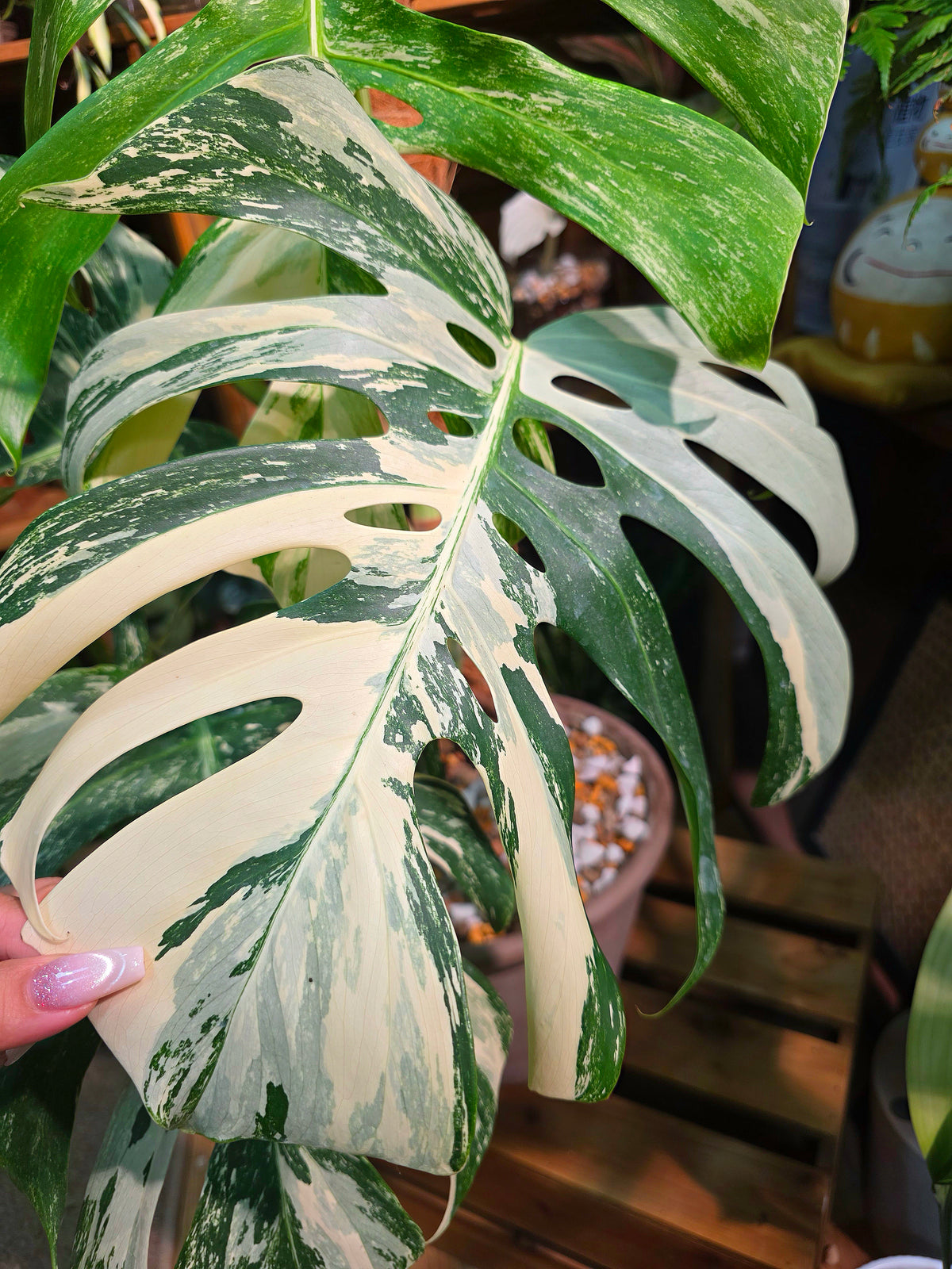 Monstera Albo Variegated