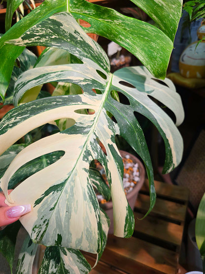 Monstera Albo Variegated