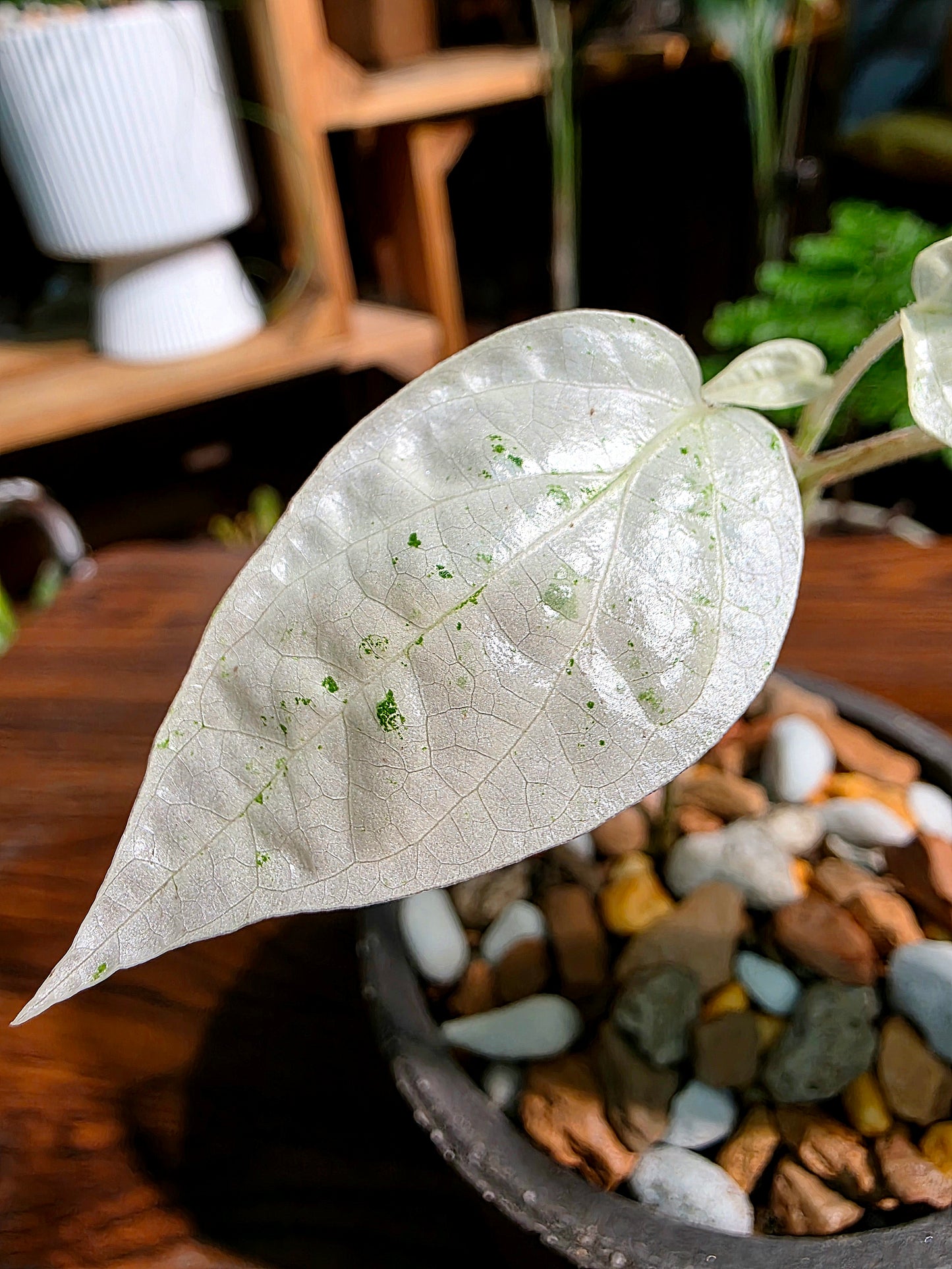 Piper variegated mint 薄荷胡椒