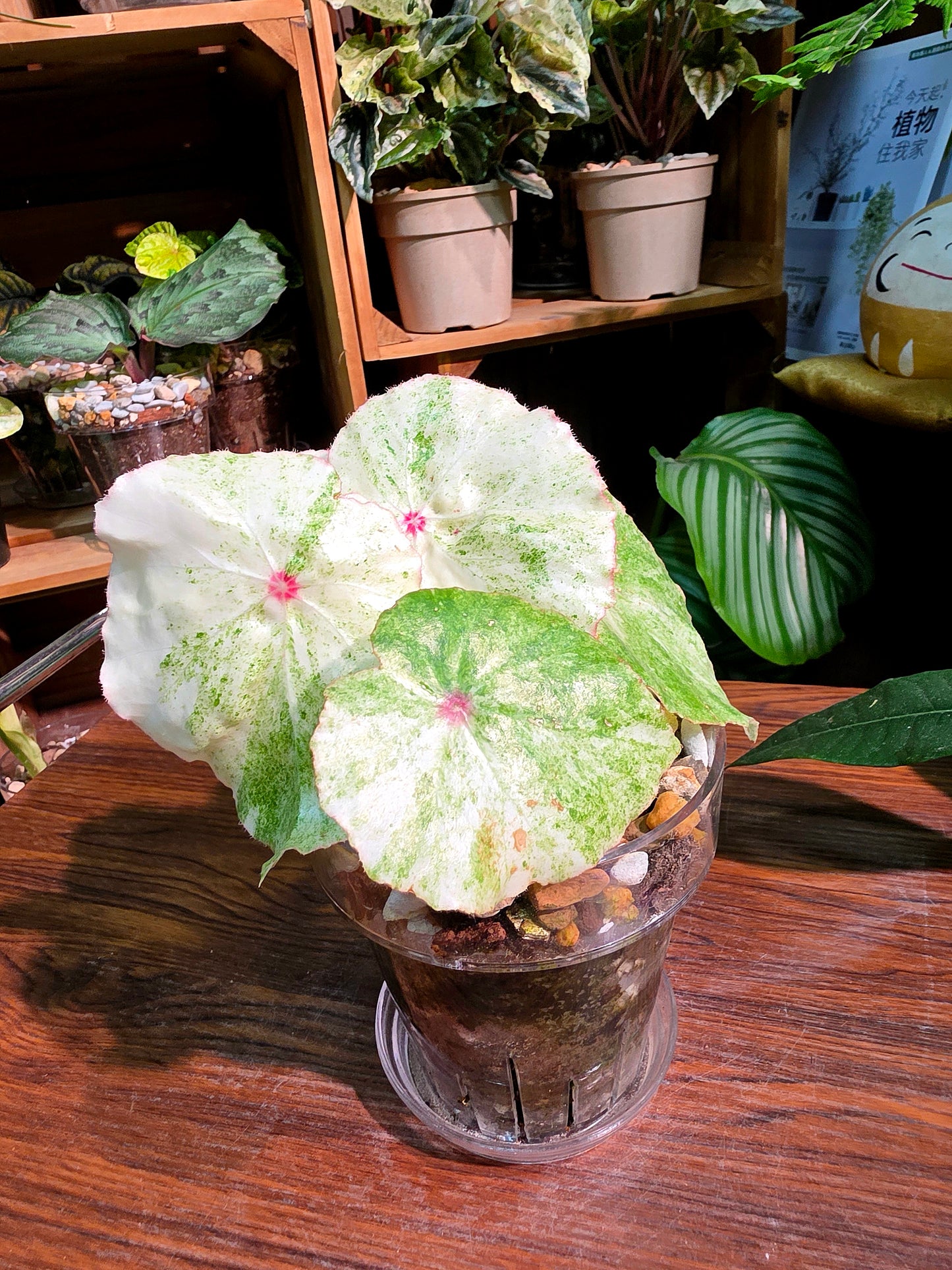 Begonia rouge variegated 胭脂錦秋海棠