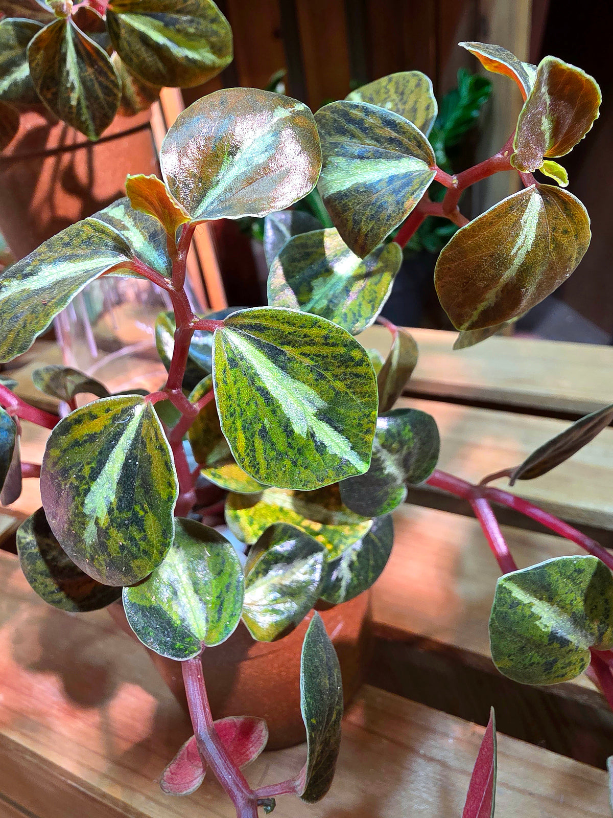 Peperomia metallica variegated 斑葉貓眼石椒草