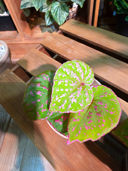 Begonia roseopunctata 圓葉粉點秋海棠