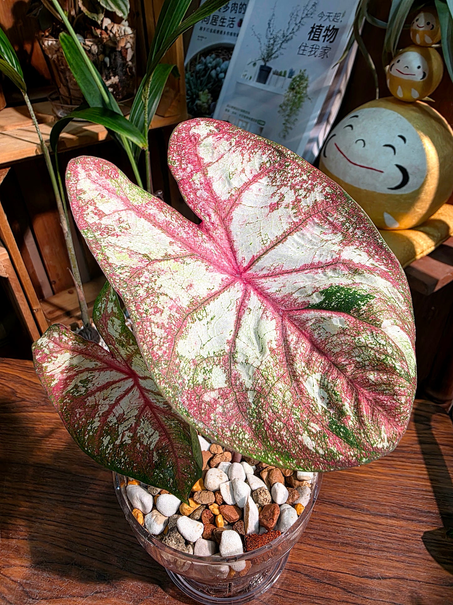 Caladium Tapestry 如煙彩葉芋