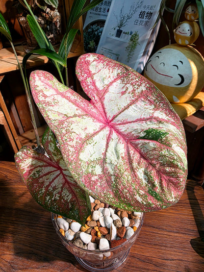 Caladium Tapestry 如煙彩葉芋