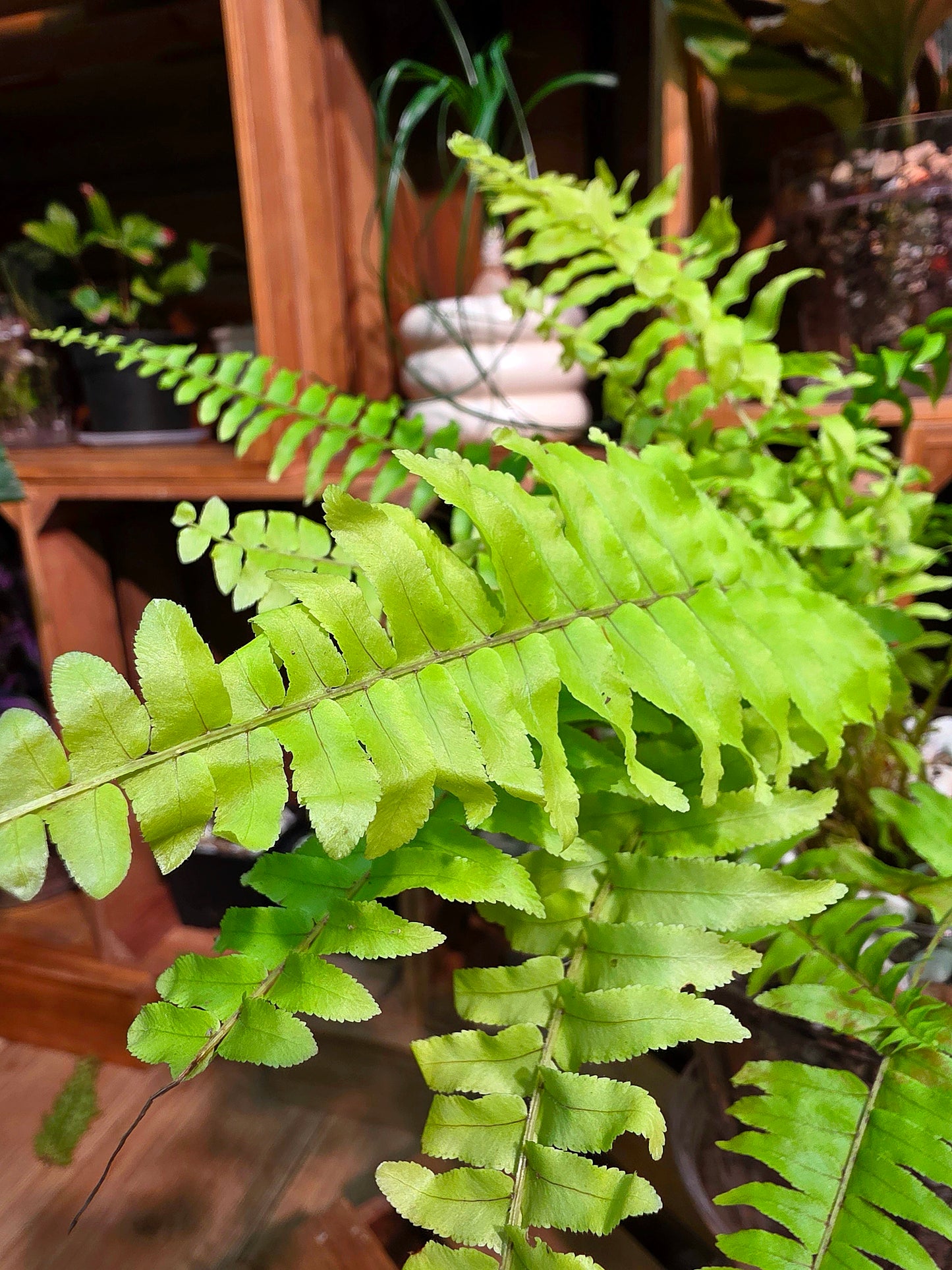 Nephrolepis exaltata 黃金波士頓蕨