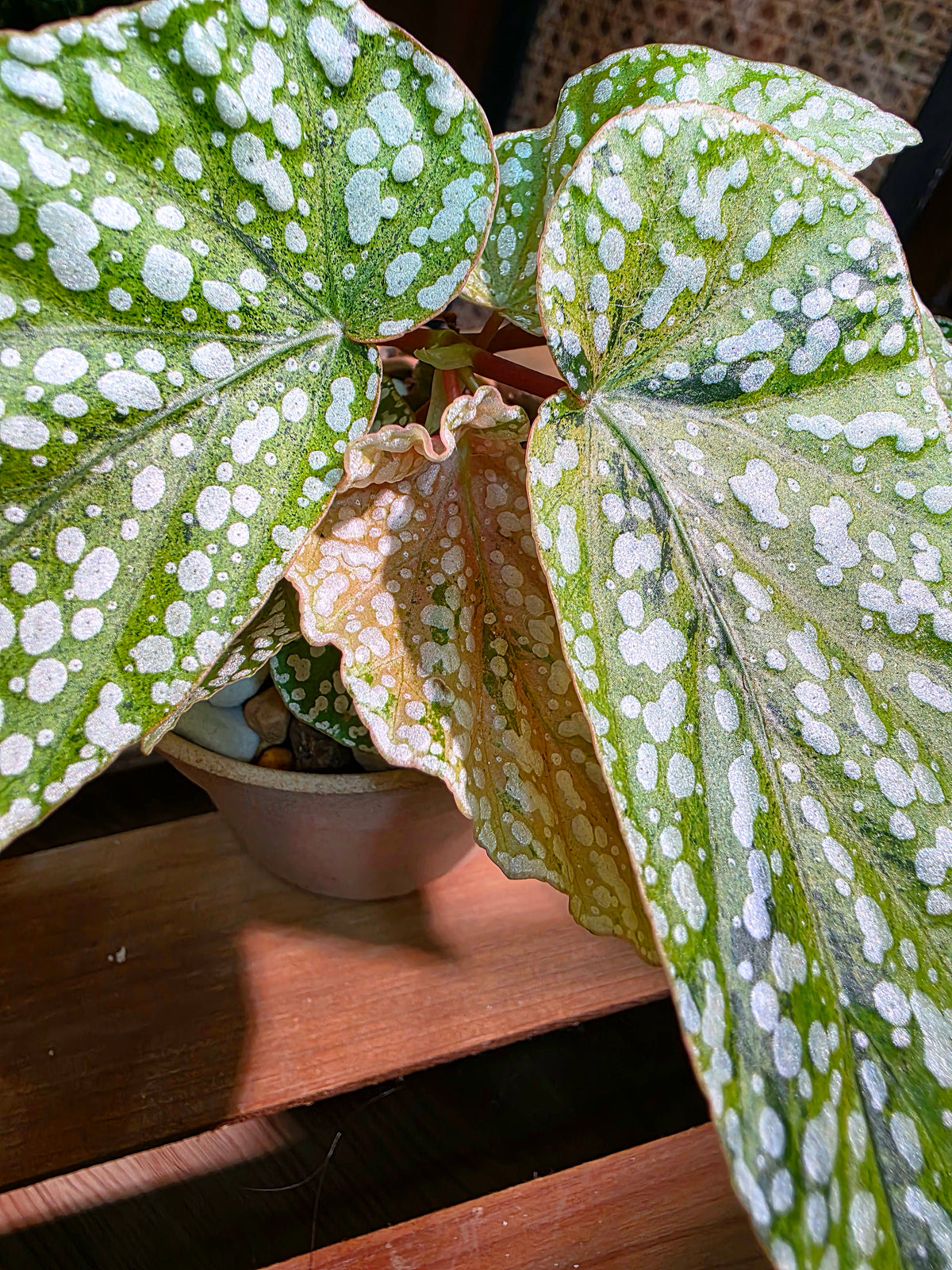 Begonia snow-capped variegated 'Mount Fuji'