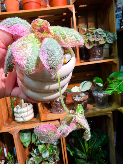 Episcia Picasso 畢卡索喜蔭花