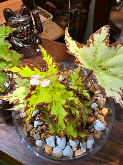 Begonia sp. 楓之谷秋海棠