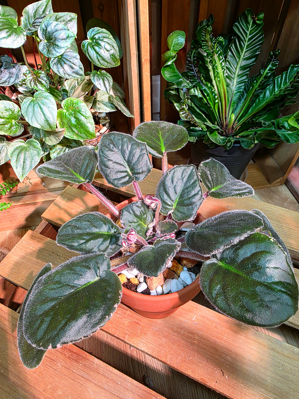 Streptocarpus ionqnthus 非洲紫羅蘭 - 紅茶