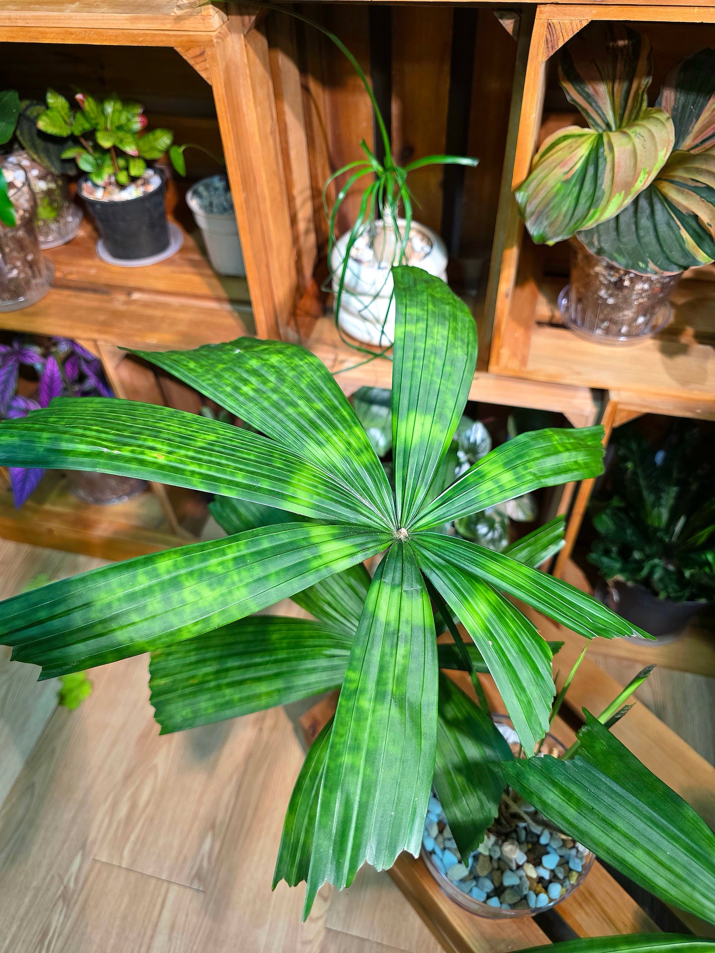 Licuala mattanensis Mapu 花斑刺棕櫚