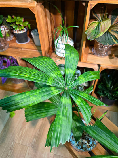 Licuala mattanensis Mapu 花斑刺棕櫚