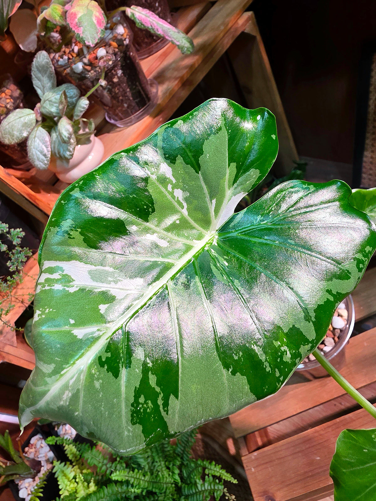 Alocasia odora okinawa silver 沖繩銀海芋
