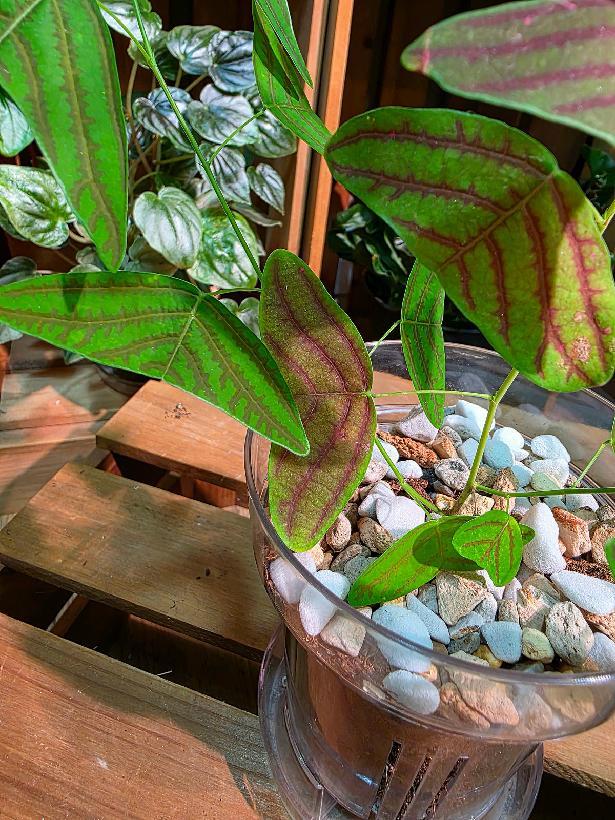 Christia vespertilionis butterfly plant