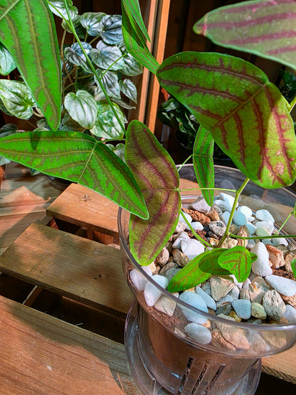 Christia vespertilionis butterfly plant