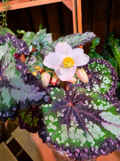 Begonia Fairytale