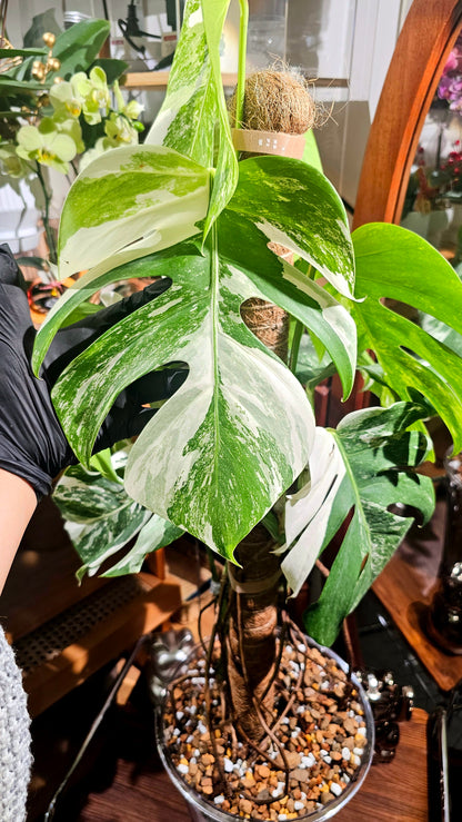 Monstera albo variegated 白斑龜背竹