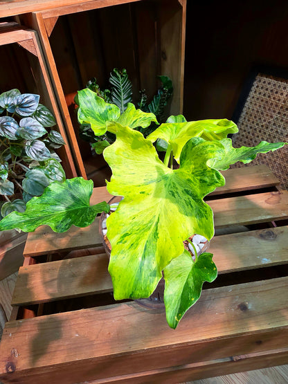 Philodendron selloum variegated 斑葉春雨蔓綠絨