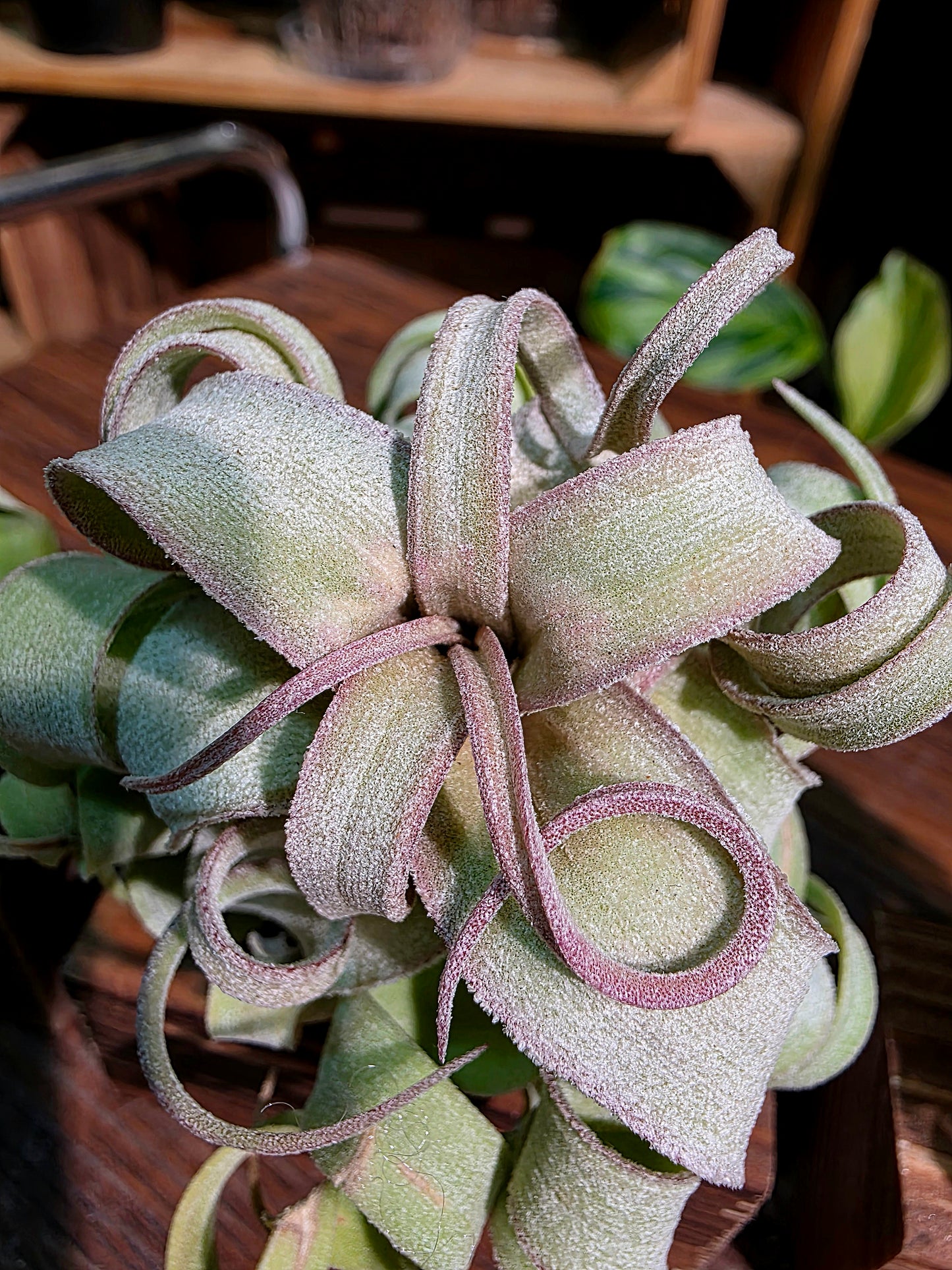 Tillandsia streptophylla 奶油捲空氣鳳梨