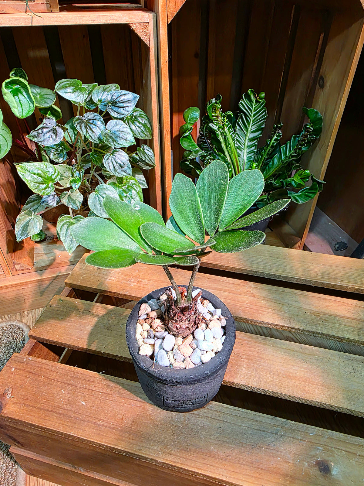 Zamia furfuracea 幸運鐵