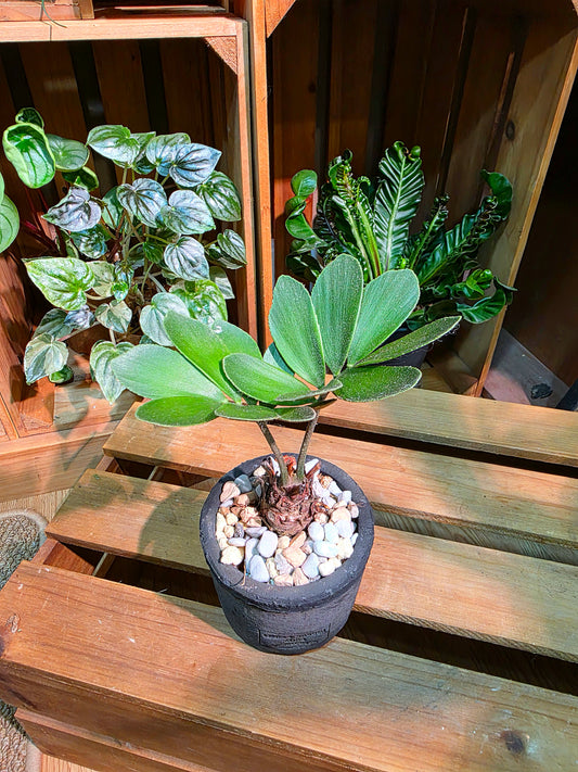 Zamia furfuracea Lucky Iron