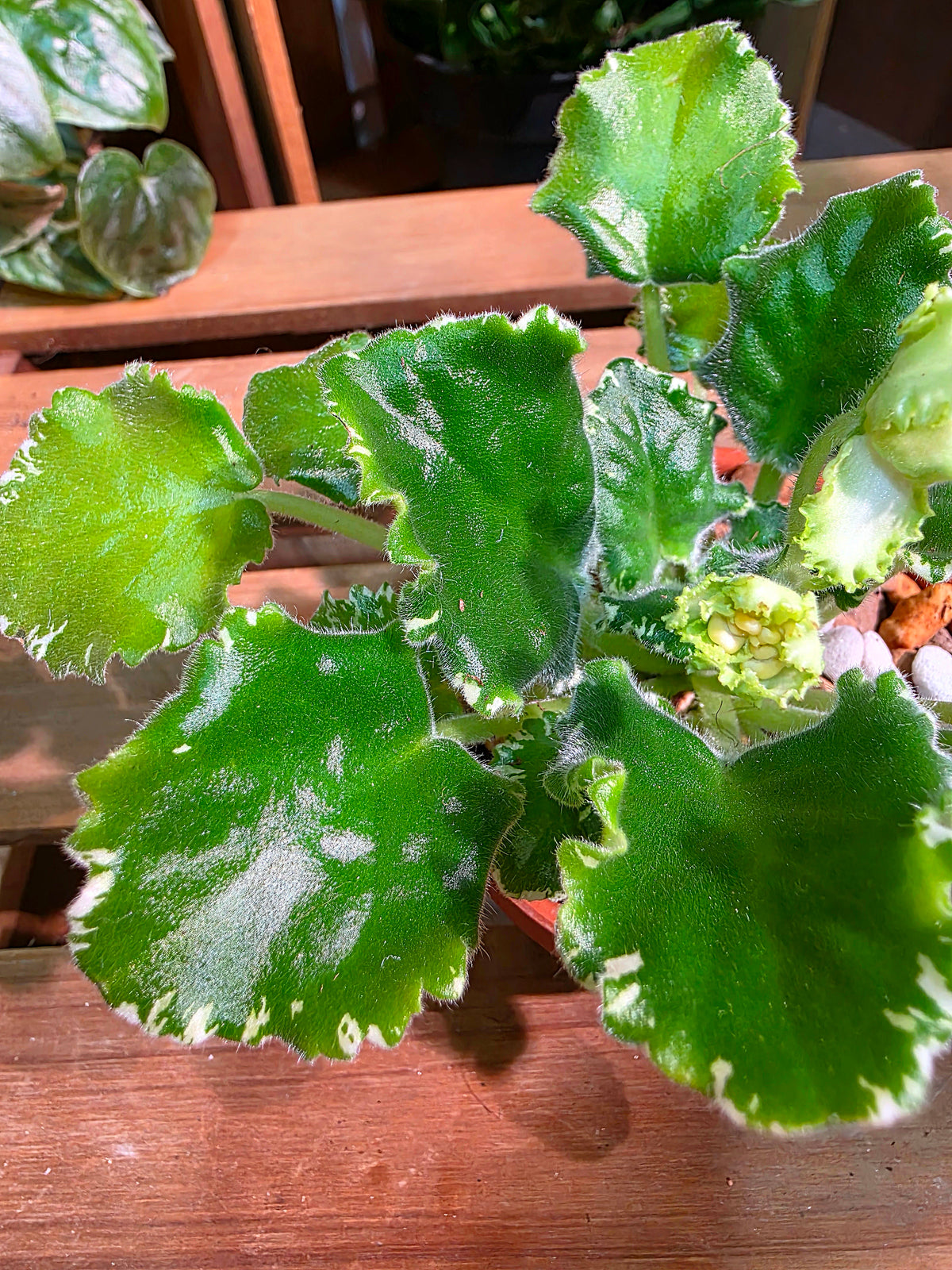 Streptocarpus ionqnthus 非洲紫羅蘭 - 刺蝟