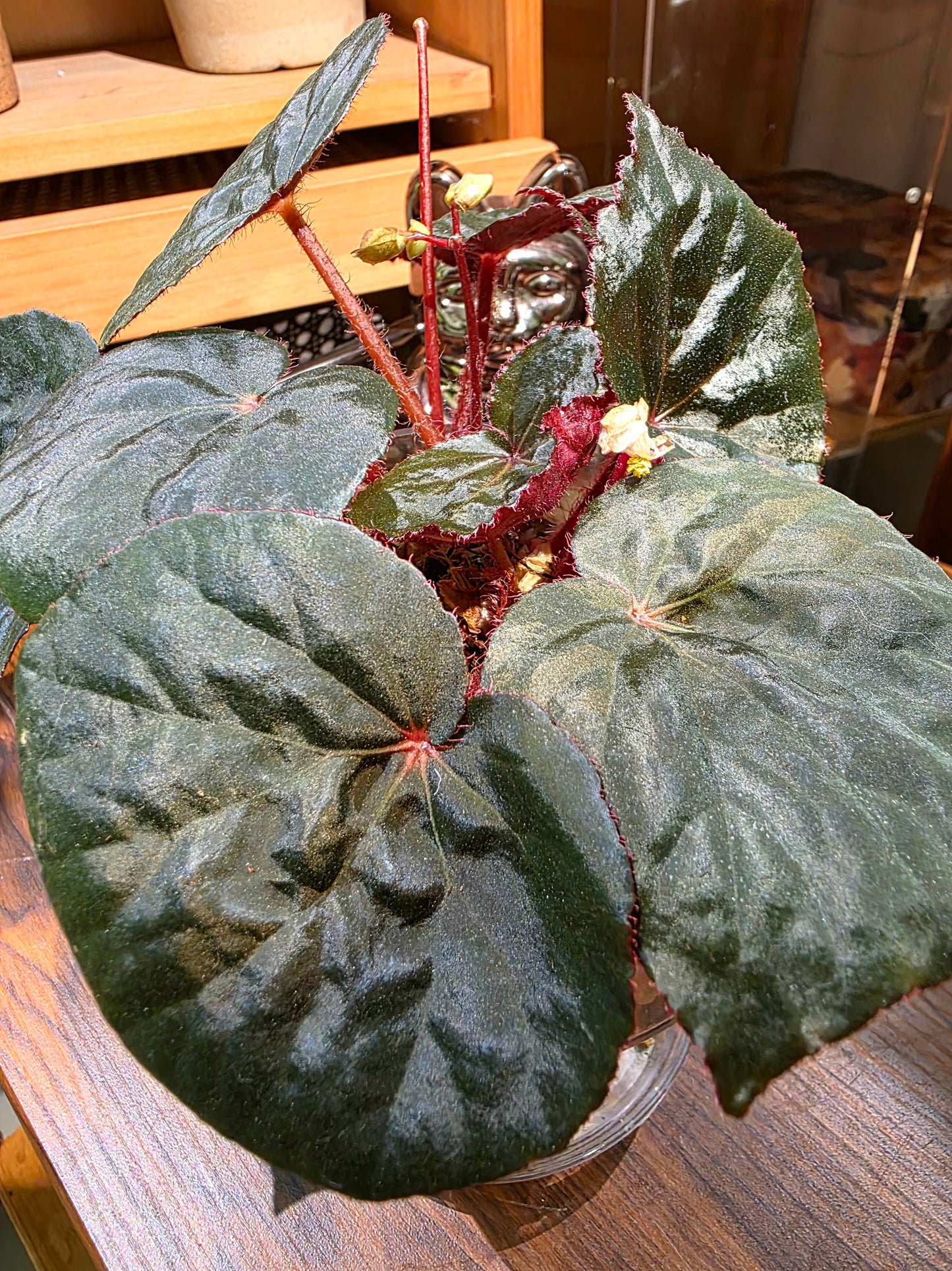 Begonia U497