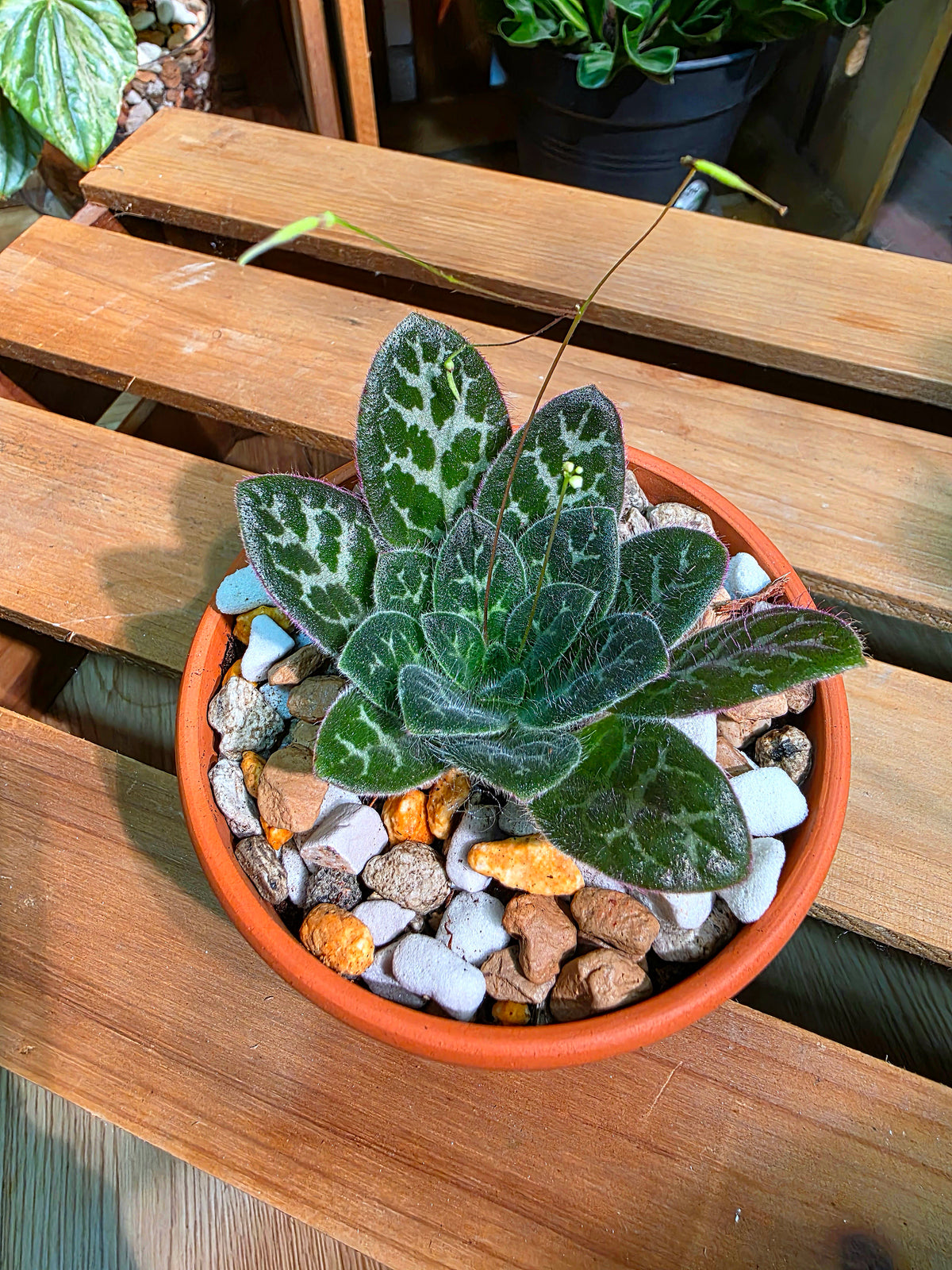 Primulina sinovietnamica