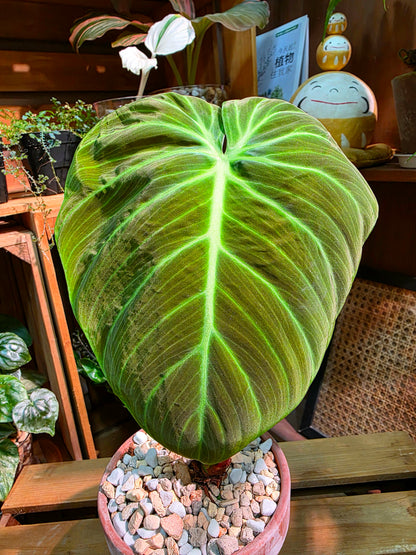 Philodendron el choco red