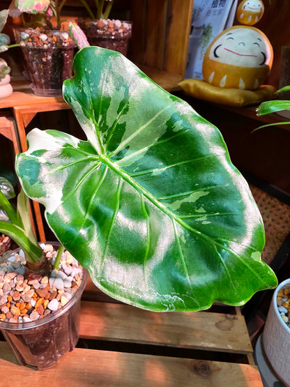 Alocasia odora okinawa silver 沖繩銀海芋