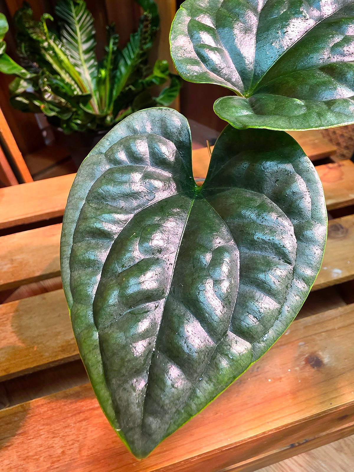 Anthurium luxurians 奢華花燭