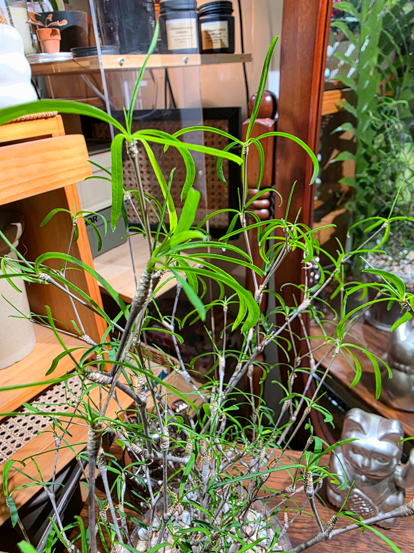 Euphorbia Hedyotoides 柳葉麒麟