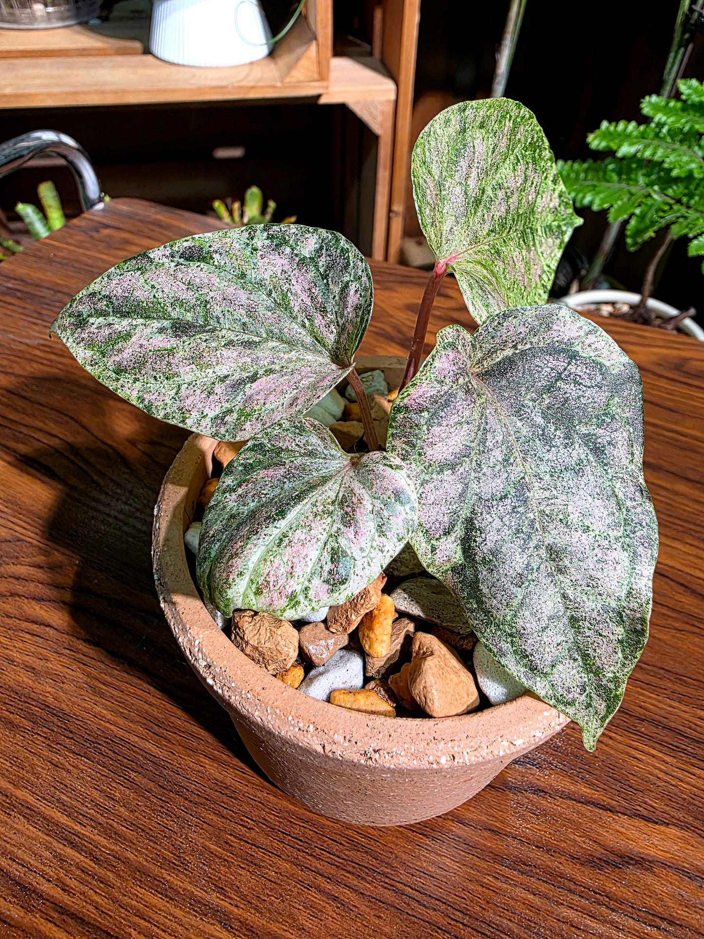 Piper sylvaticum pink variegated 粉錦水晶胡椒