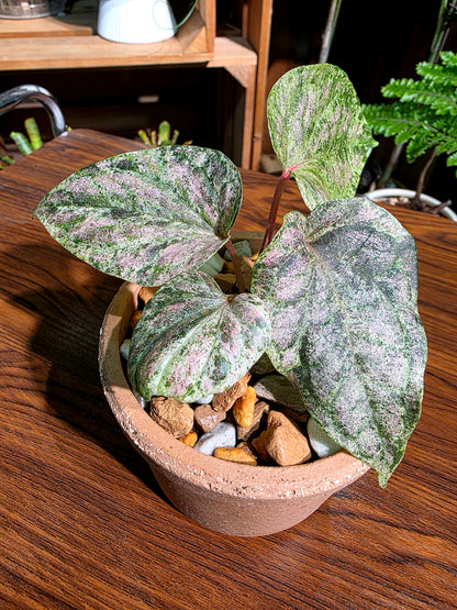 Piper sylvaticum pink variegated 粉錦水晶胡椒
