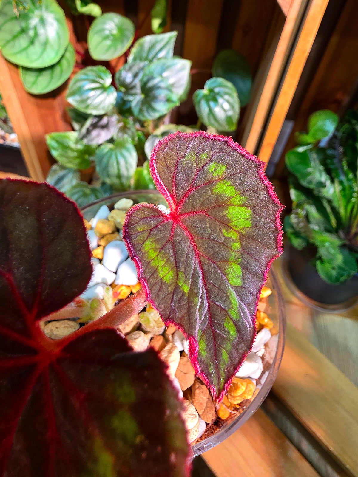 Begonia Cathayana