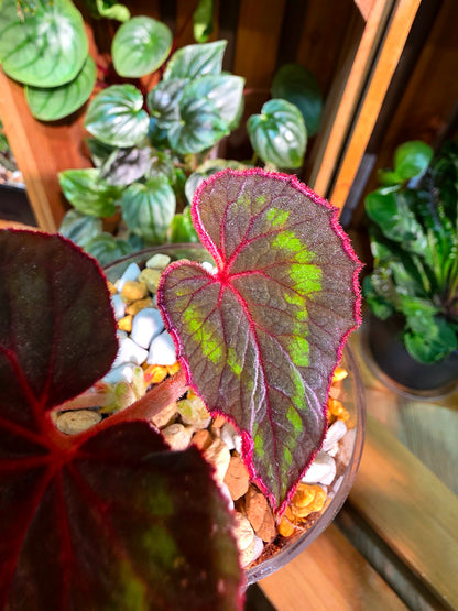 Begonia Cathayana