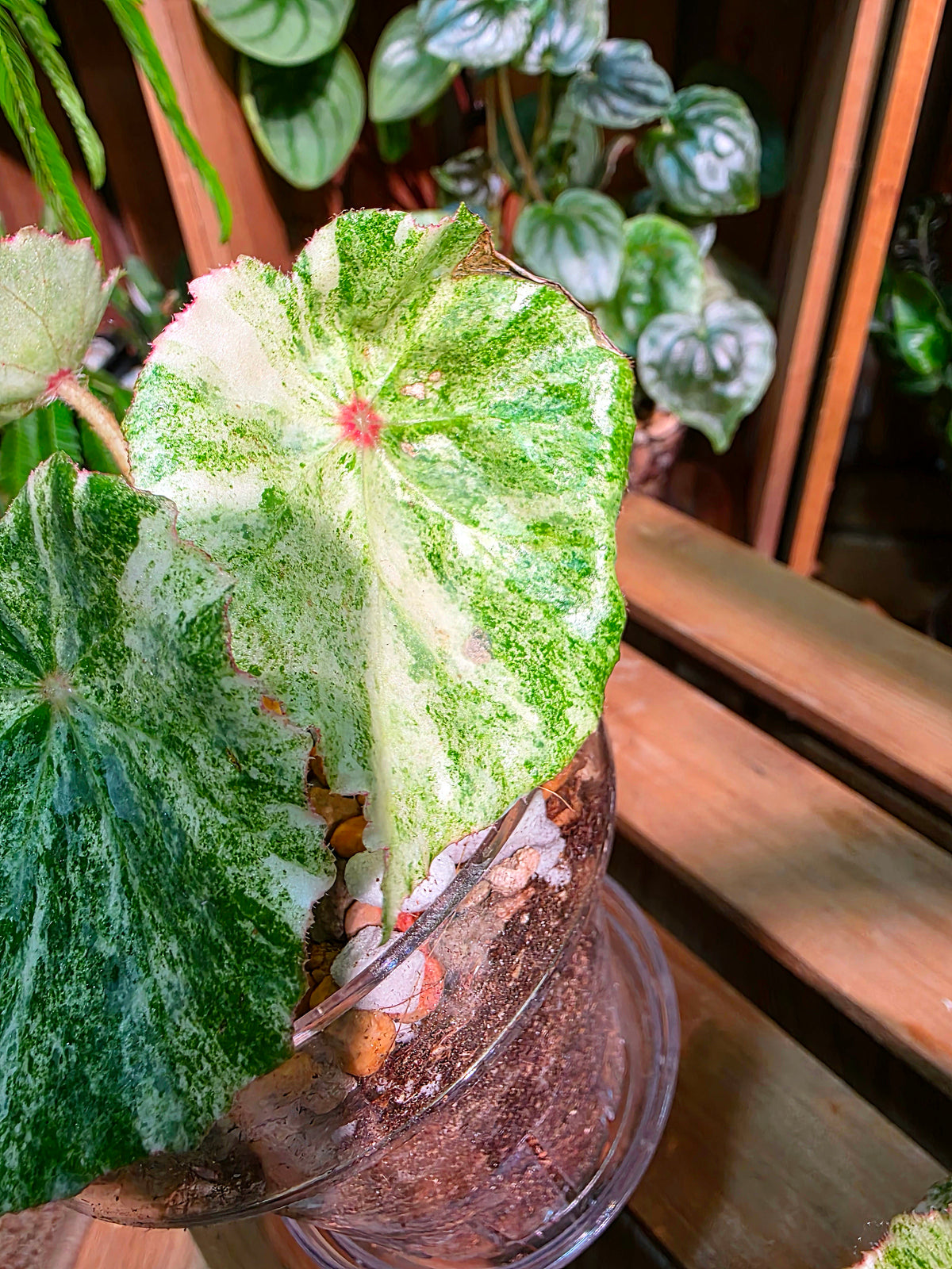 Begonia rouge variegated 胭脂錦秋海棠