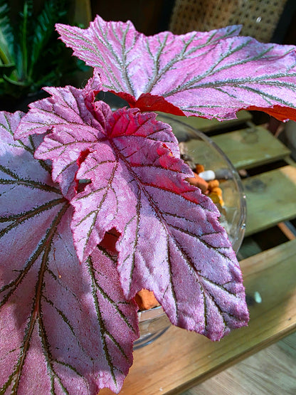 Begonia lamoon 月見櫻秋海棠