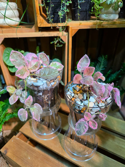 Episcia Pink Smoke